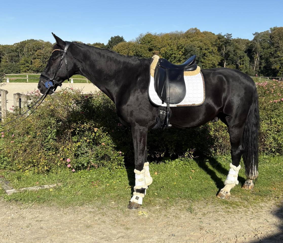 Gelding Selle Français For sale 2012 Black