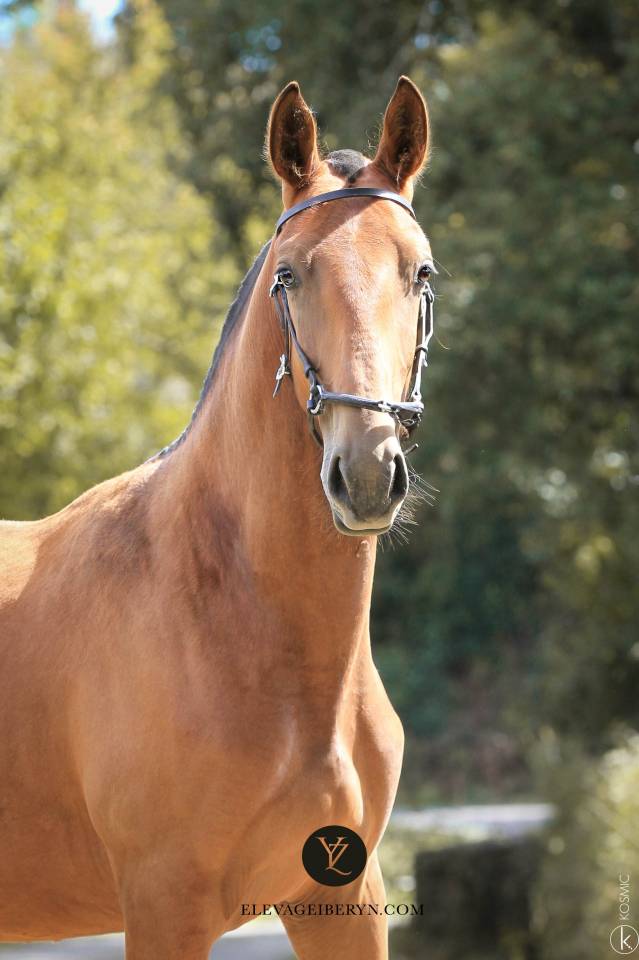 Entire Lusitano For sale 2024 Bay