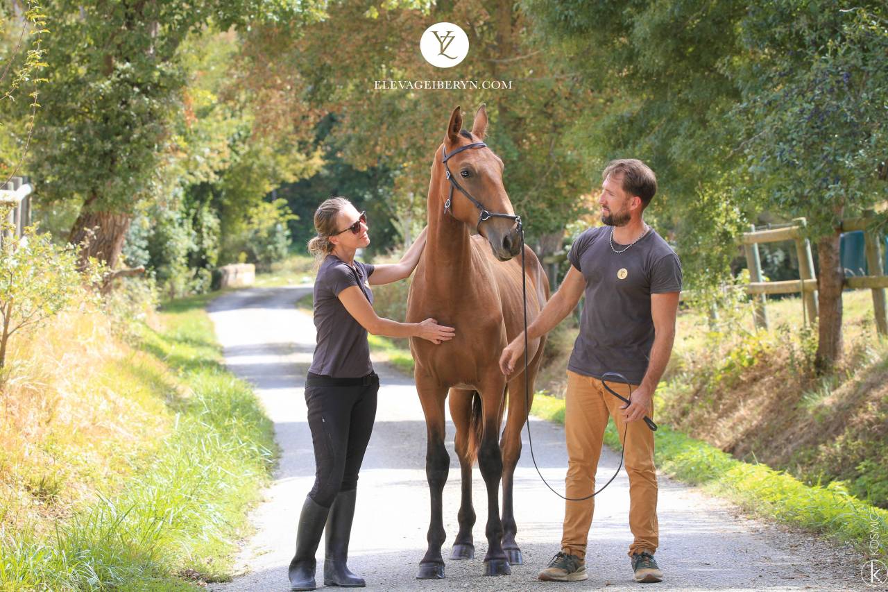 Entire Lusitano For sale 2024 Bay