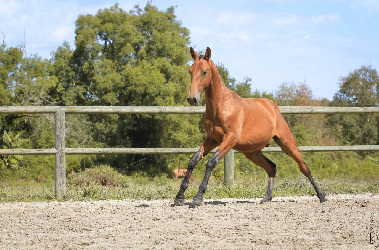 Entire Lusitano For sale 2024 Bay