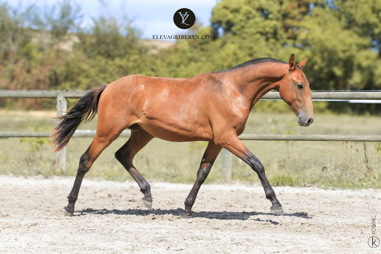 Entire Lusitano For sale 2024 Bay
