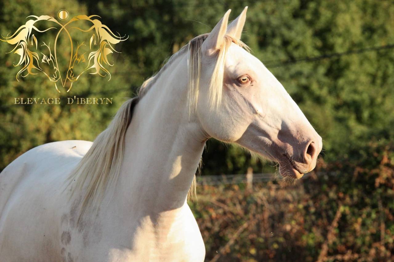 Entire Lusitano For sale 2024 Bay