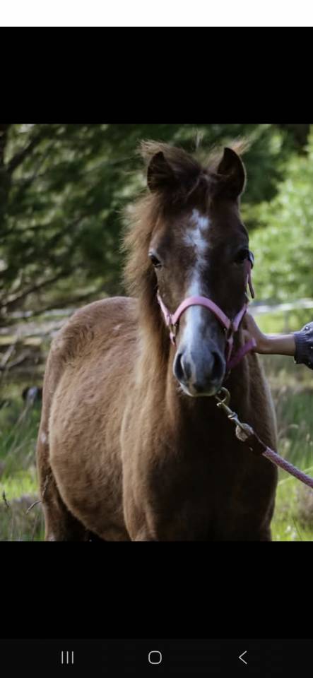 Entire French Saddle Pony For entrust 2024 Grey