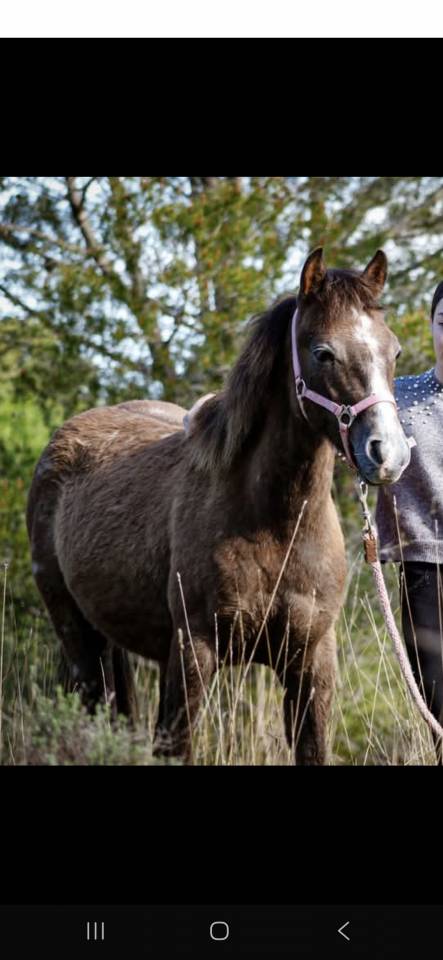 Entire French Saddle Pony For entrust 2024 Grey