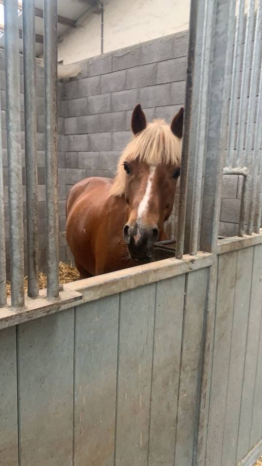 Gelding Other Pony Breed For sale 2014 Other color