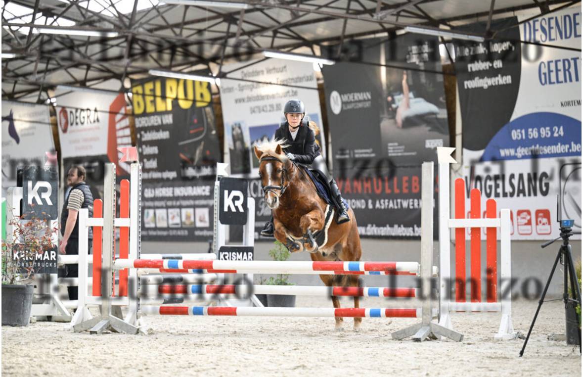 Gelding Other Pony Breed For sale 2014 Other color