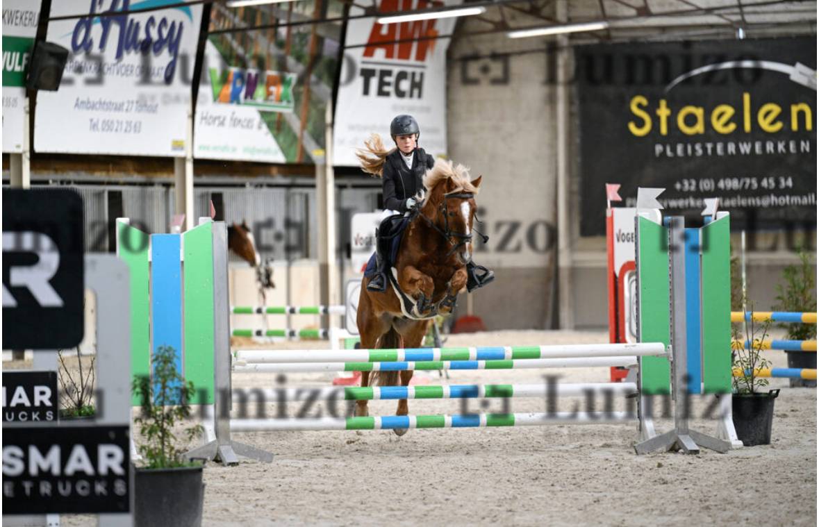 Gelding Other Pony Breed For sale 2014 Other color