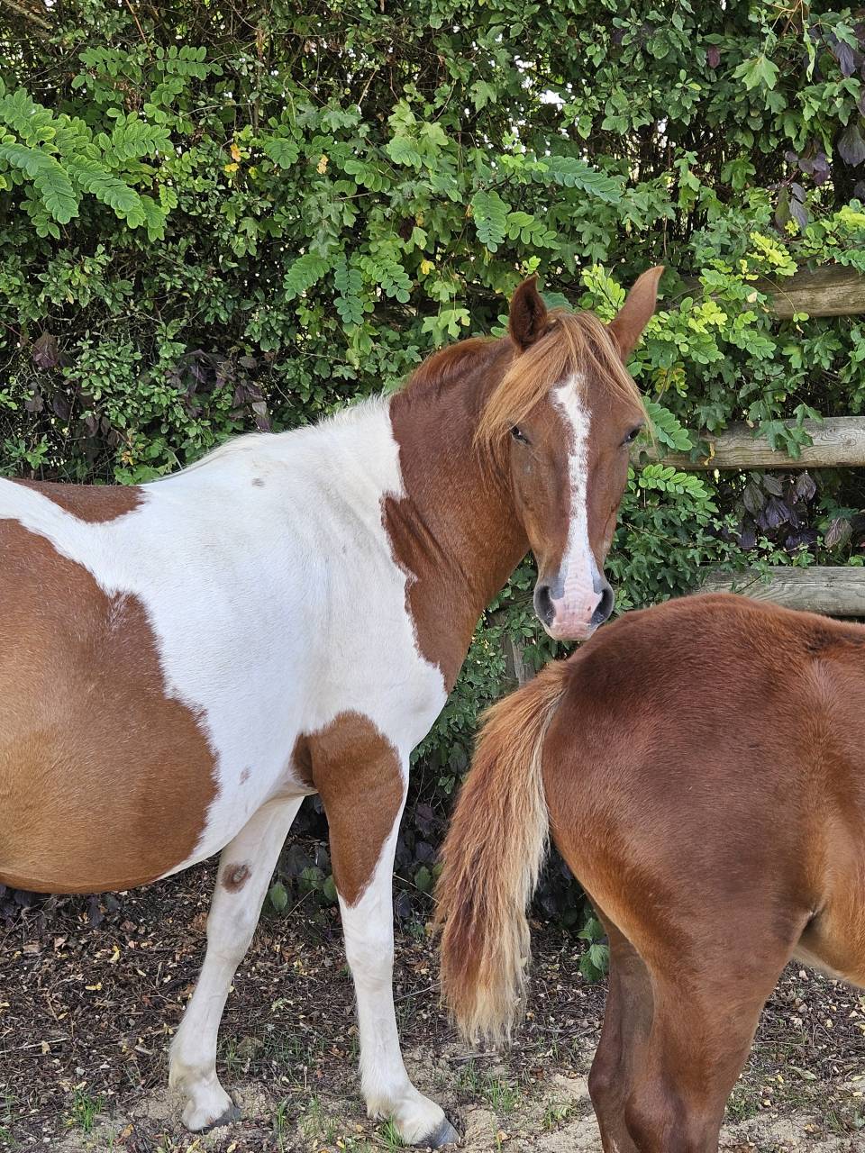 Mare Origin Recorded For sale 2019 Coloured