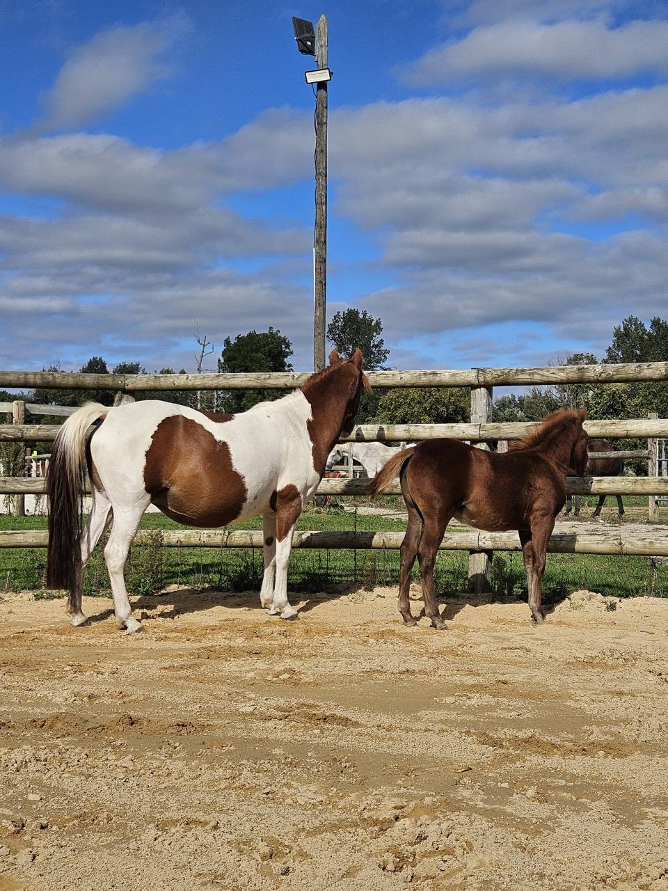 Mare Origin Recorded For sale 2019 Coloured