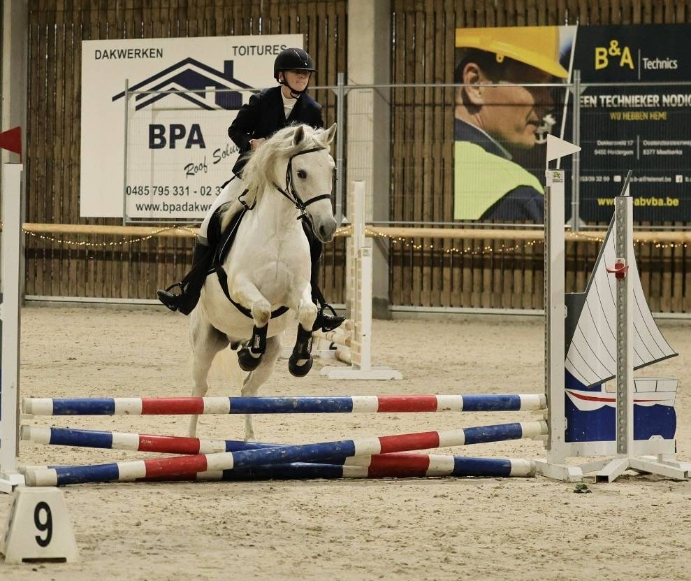 Gelding No Origin Recorded For sale 2013 Grey