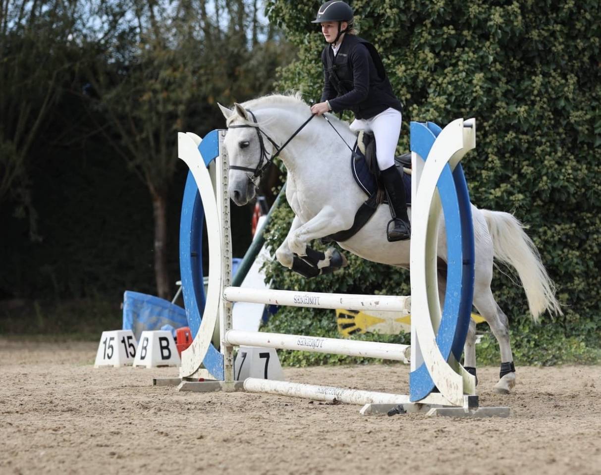 Gelding No Origin Recorded For sale 2013 Grey