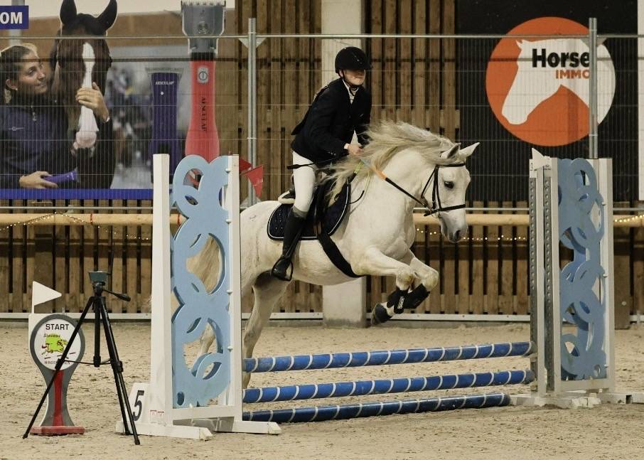 Gelding No Origin Recorded For sale 2013 Grey