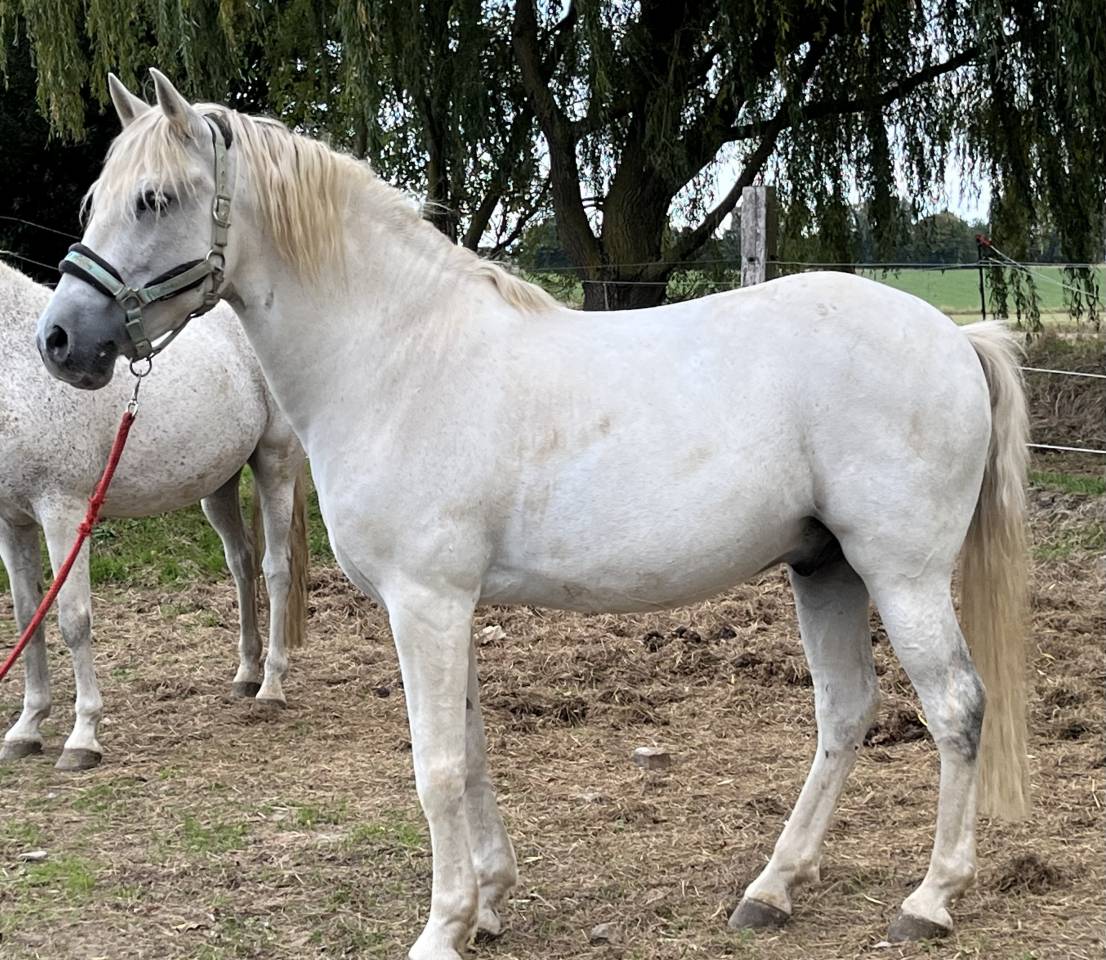 Gelding No Origin Recorded For sale 2013 Grey