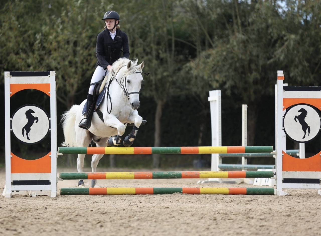 Gelding No Origin Recorded For sale 2013 Grey