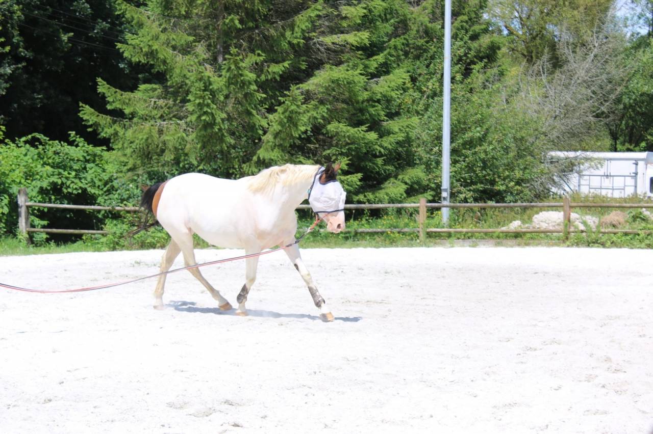 Mare Welsh Part Bred For sale 2022 Coloured