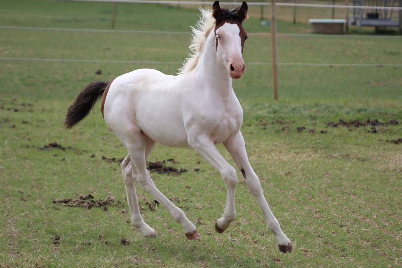 Mare Welsh Part Bred For sale 2022 Coloured