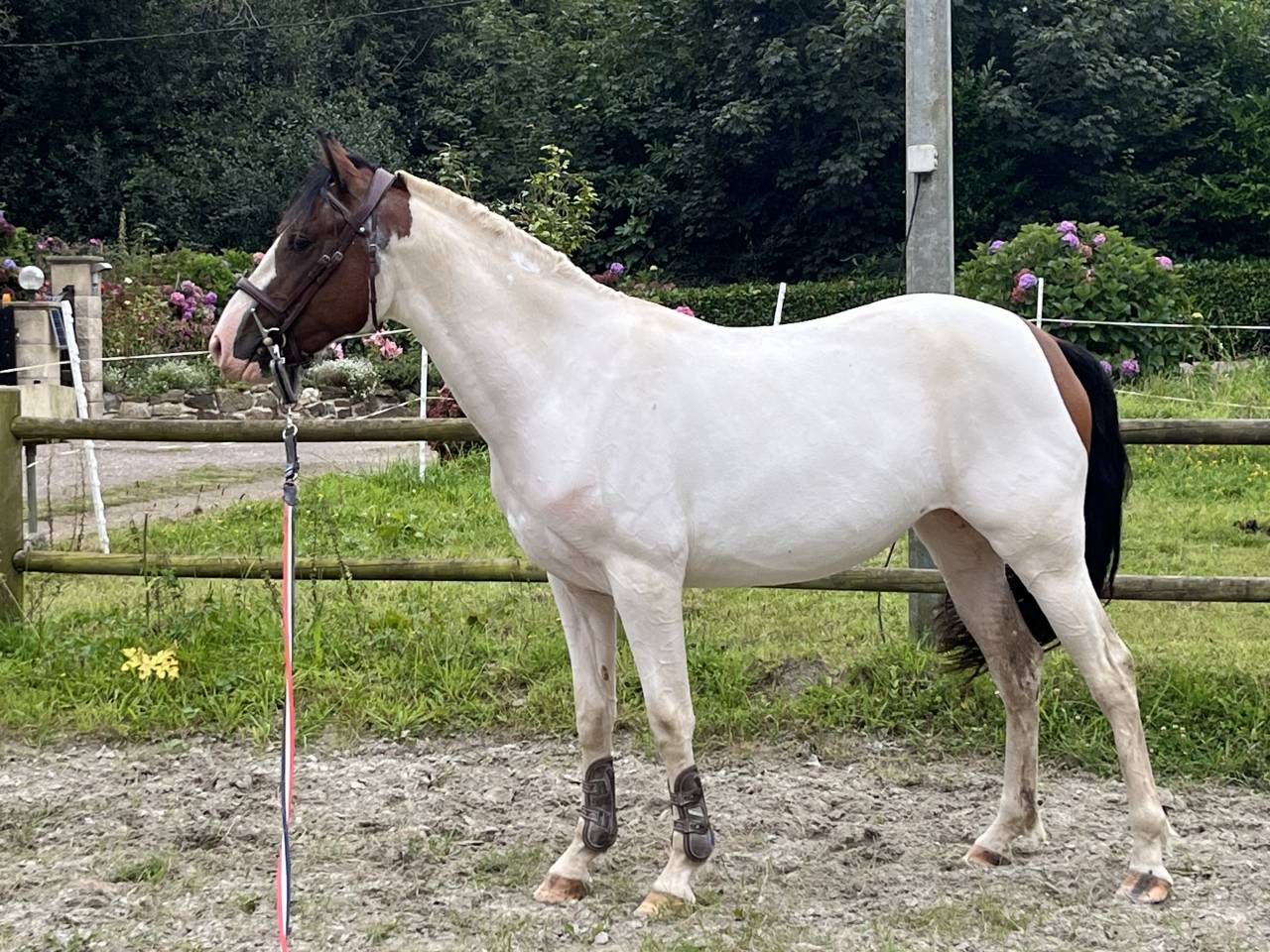 Mare Welsh Part Bred For sale 2022 Coloured