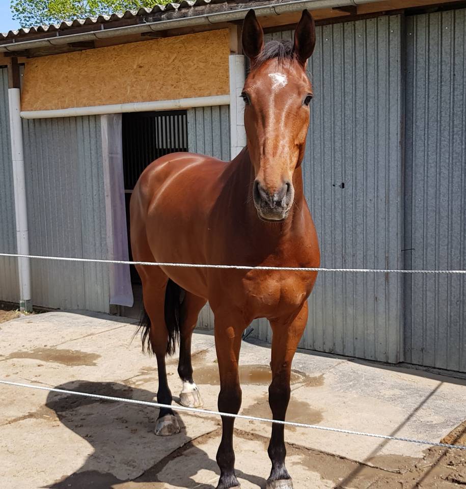 Gelding Selle Fran&ccedil;ais For sale 2012 Bay