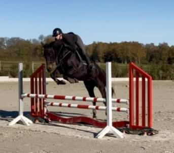 Mare Thoroughbred For sale 2020 Dark Bay