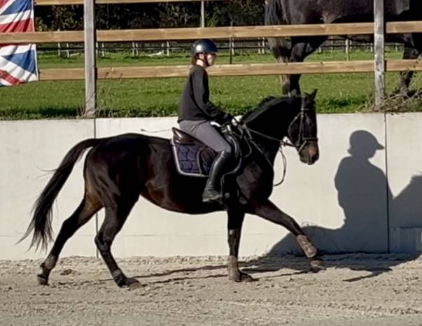Mare Thoroughbred For sale 2020 Dark Bay