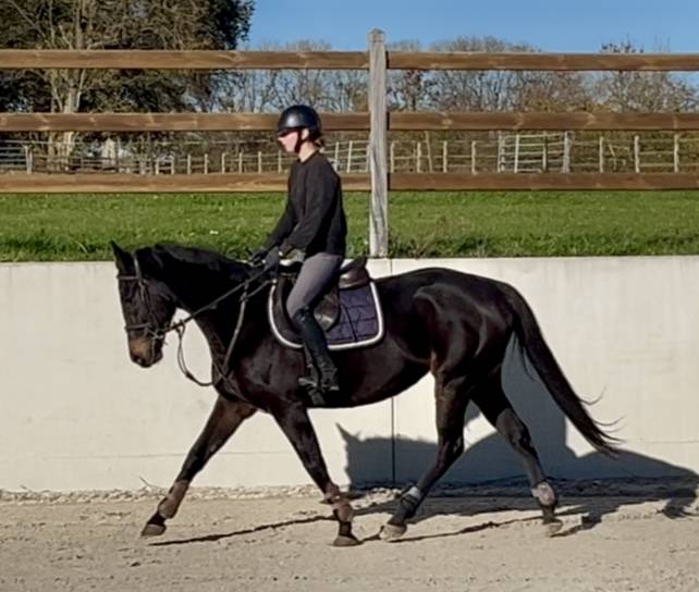 Mare Thoroughbred For sale 2020 Dark Bay