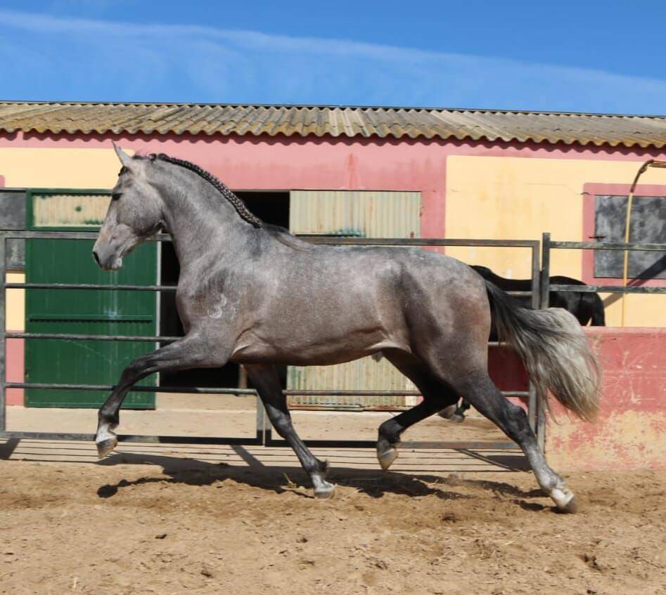 Entire PRE Pure Spanish Bred For sale 2022 Grey
