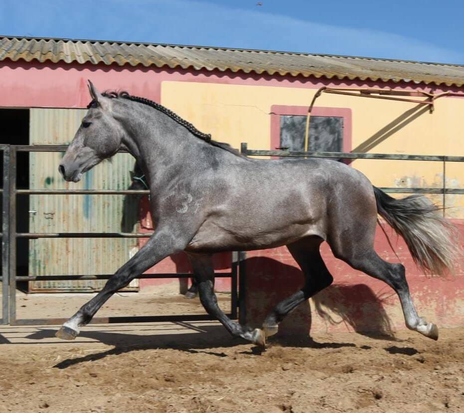 Entire PRE Pure Spanish Bred For sale 2022 Grey