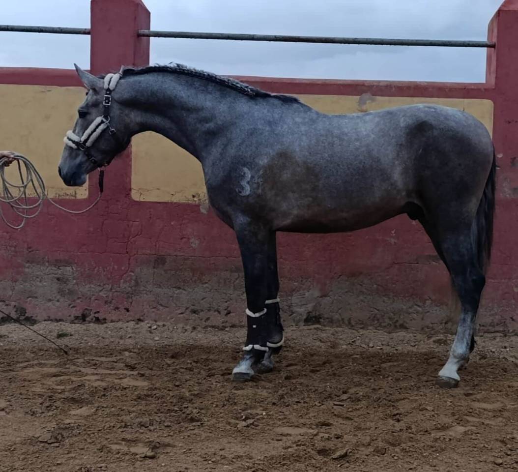 Entire PRE Pure Spanish Bred For sale 2022 Grey