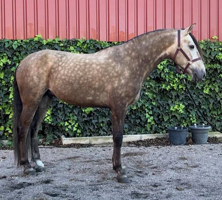 Gelding No Origin Recorded For sale 2019 Grey