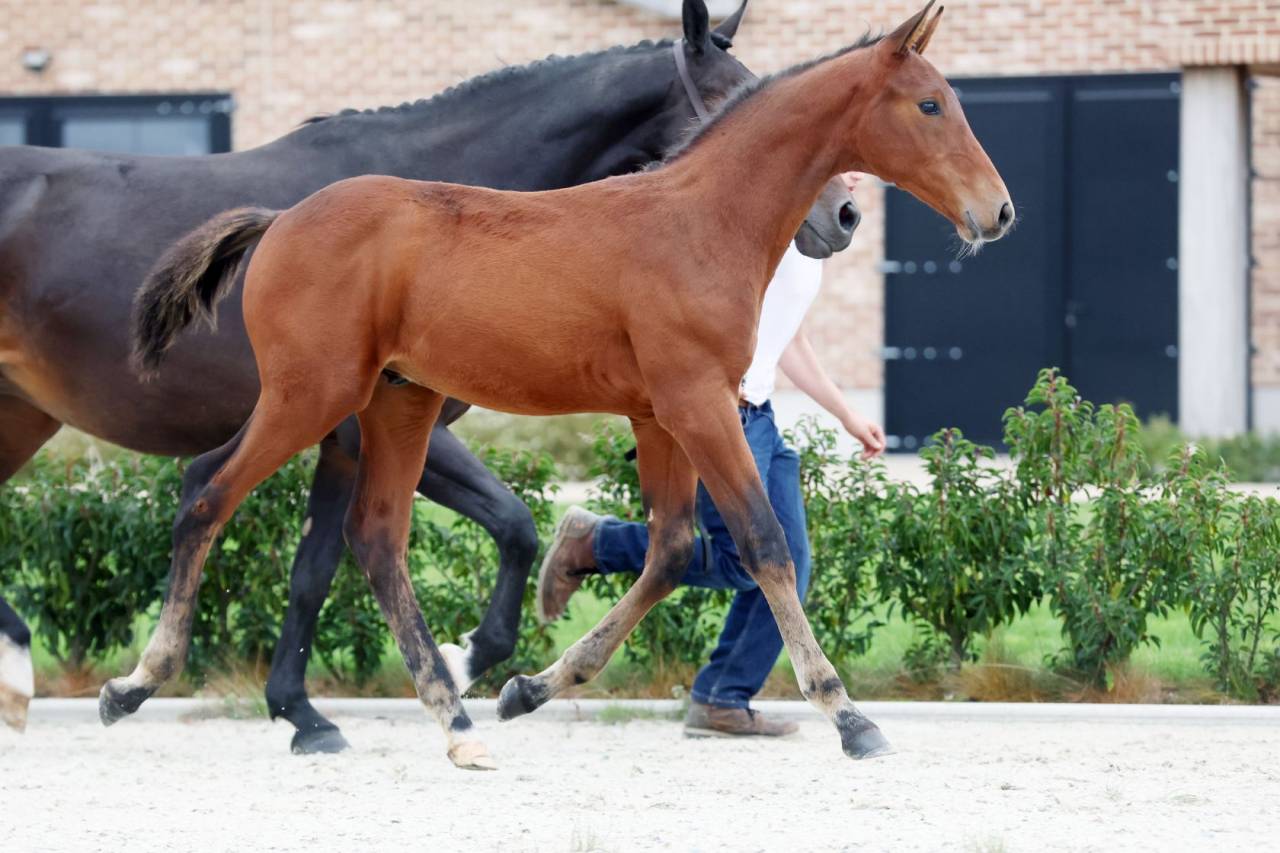 Stallion Zangersheide For sale 2025 Dark Bay