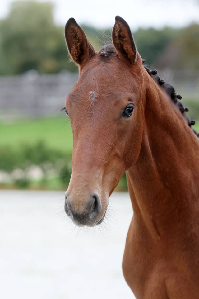 Stallion Zangersheide For sale 2025 Dark Bay