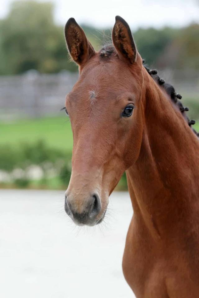 Stallion Zangersheide For sale 2025 Dark Bay