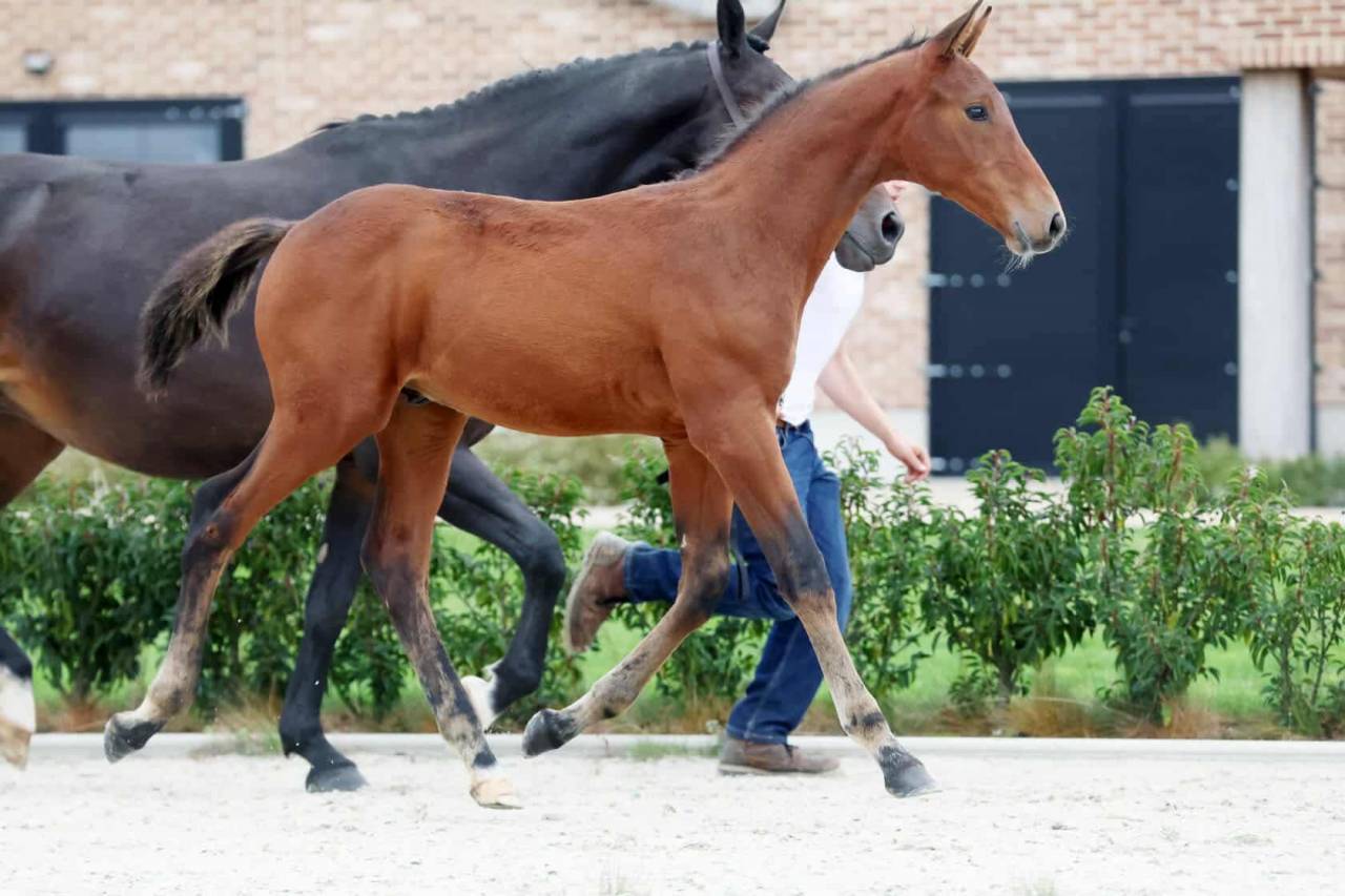 Stallion Zangersheide For sale 2025 Dark Bay