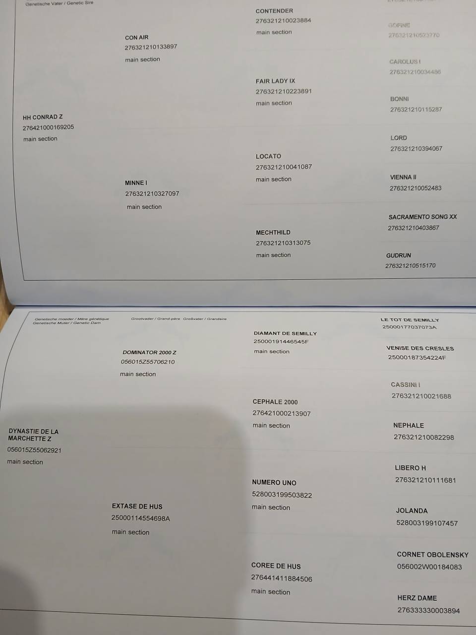 Stallion Zangersheide For sale 2025 Dark Bay