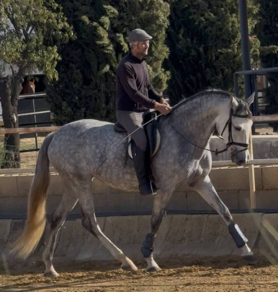 Mare PRE Pure Spanish Bred For sale 2021 Grey