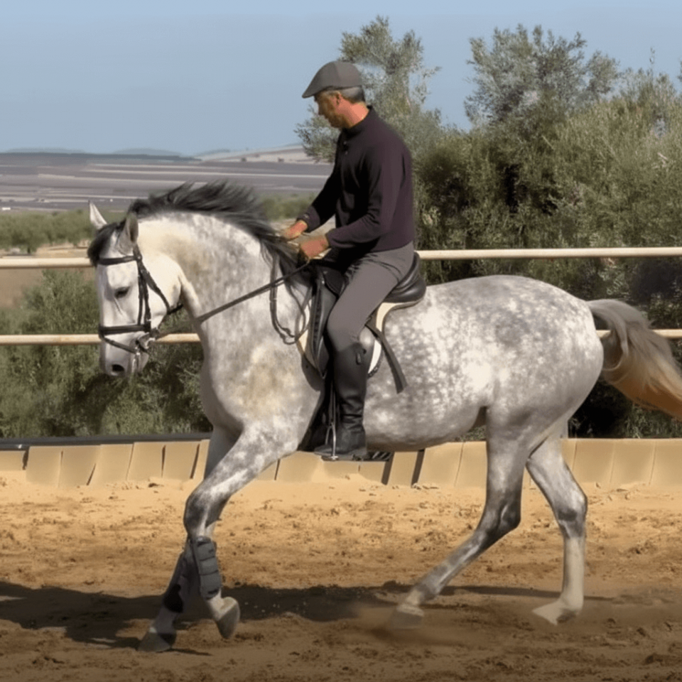 Mare PRE Pure Spanish Bred For sale 2021 Grey