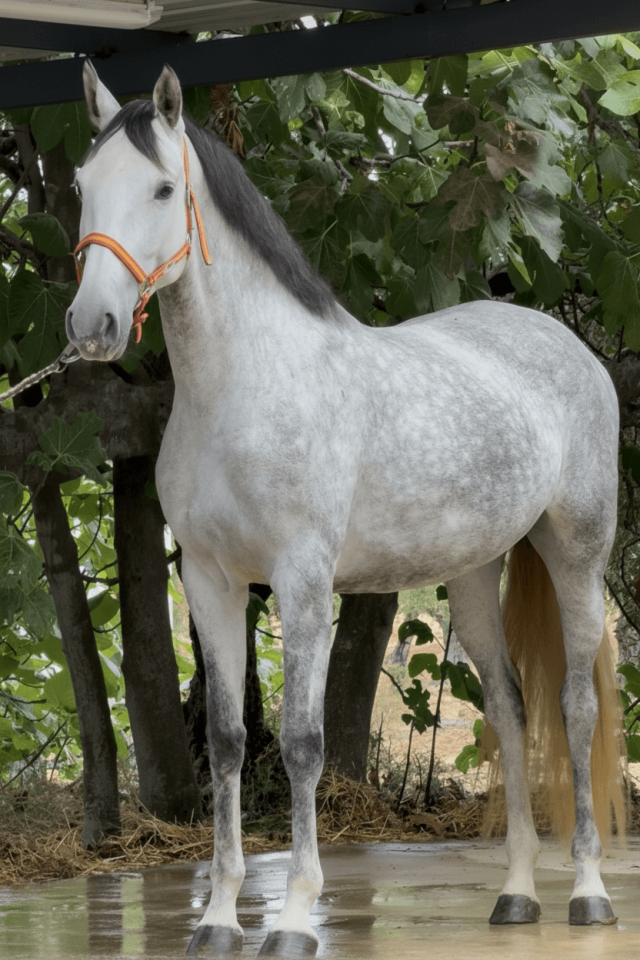 Mare PRE Pure Spanish Bred For sale 2021 Grey