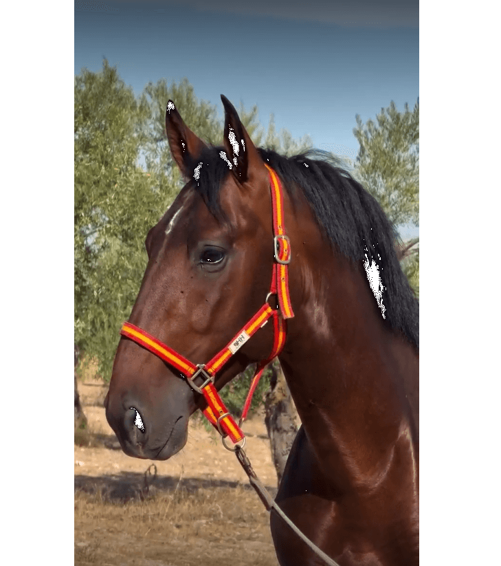 Entire PRE Pure Spanish Bred For sale 2022 Bay