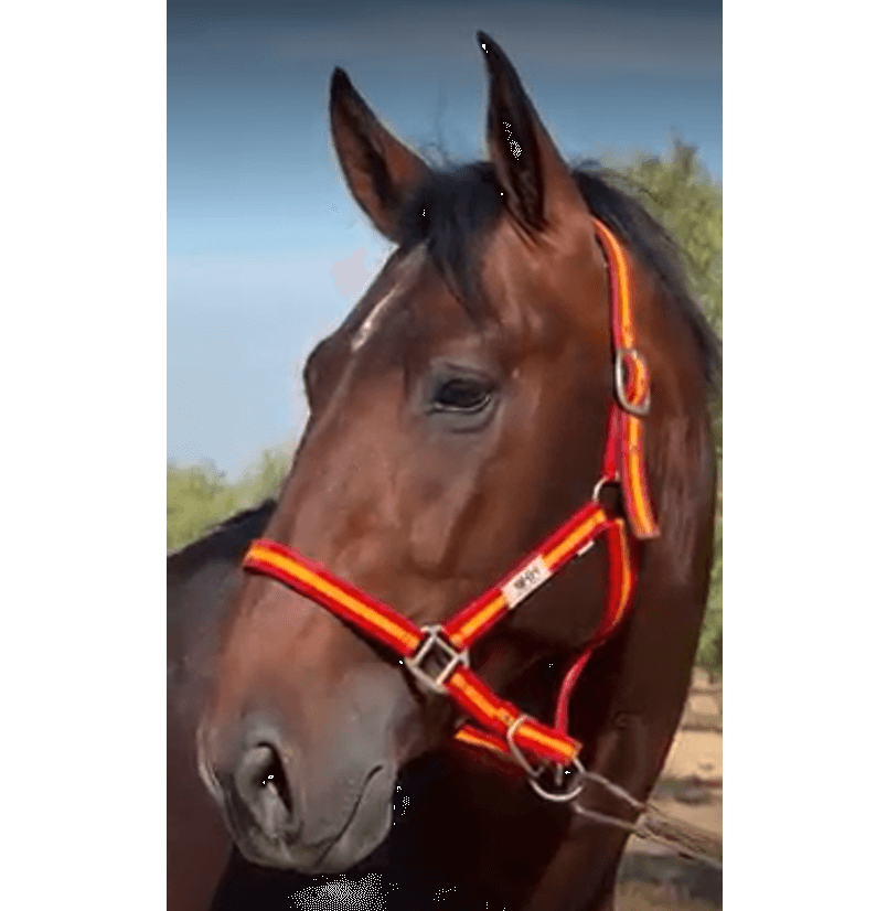 Entire PRE Pure Spanish Bred For sale 2022 Bay