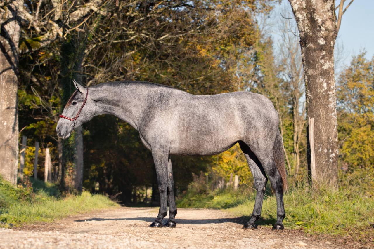 Mare PRE Pure Spanish Bred For sale 2022 Grey