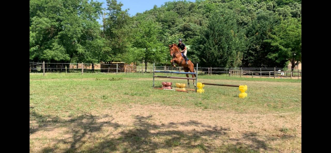 Gelding Selle Français For sale 2018 Chesnut