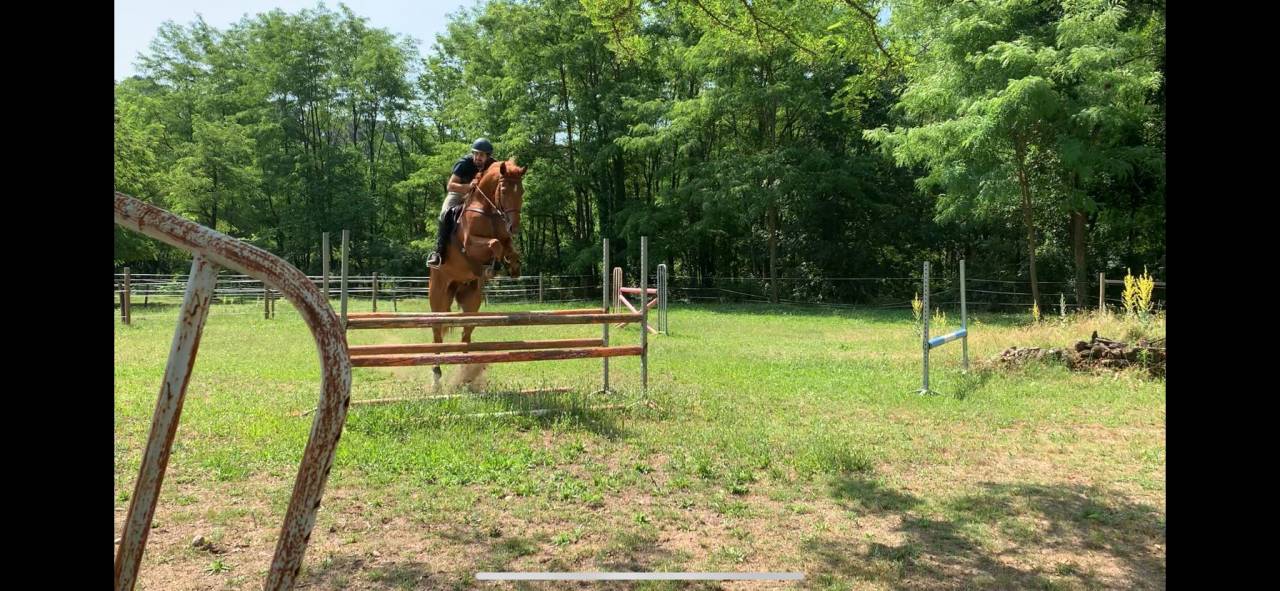 Gelding Selle Français For sale 2018 Chesnut