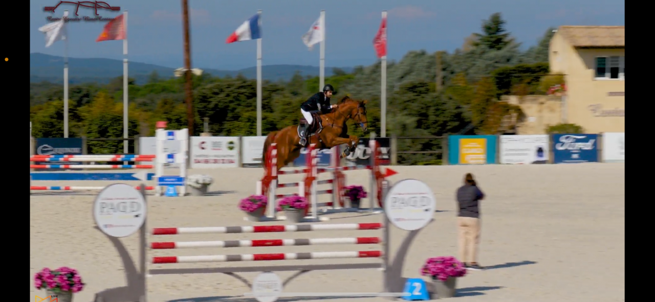 Gelding Selle Français For sale 2018 Chesnut