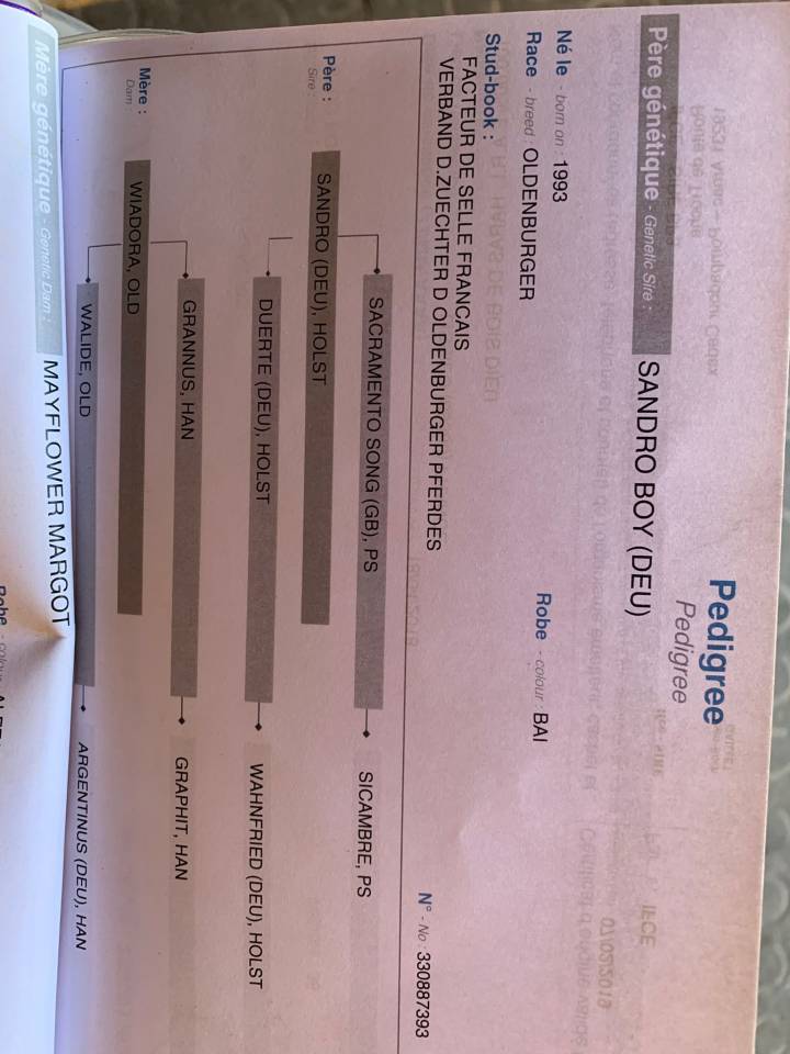 Gelding Selle Français For sale 2018 Chesnut