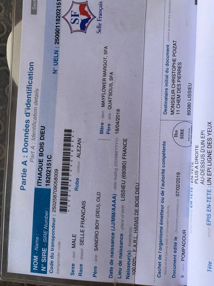 Gelding Selle Français For sale 2018 Chesnut