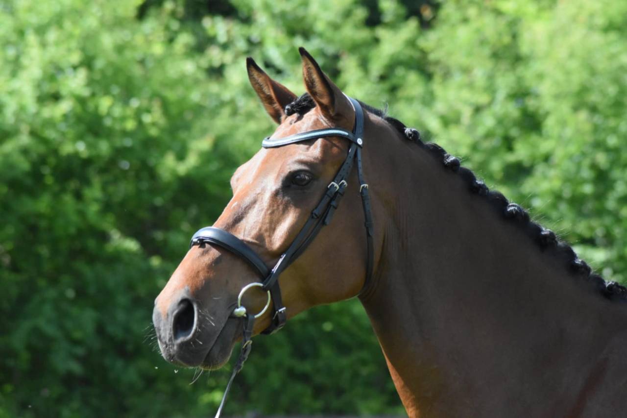 Gelding Holsteiner For sale 2018 Bay