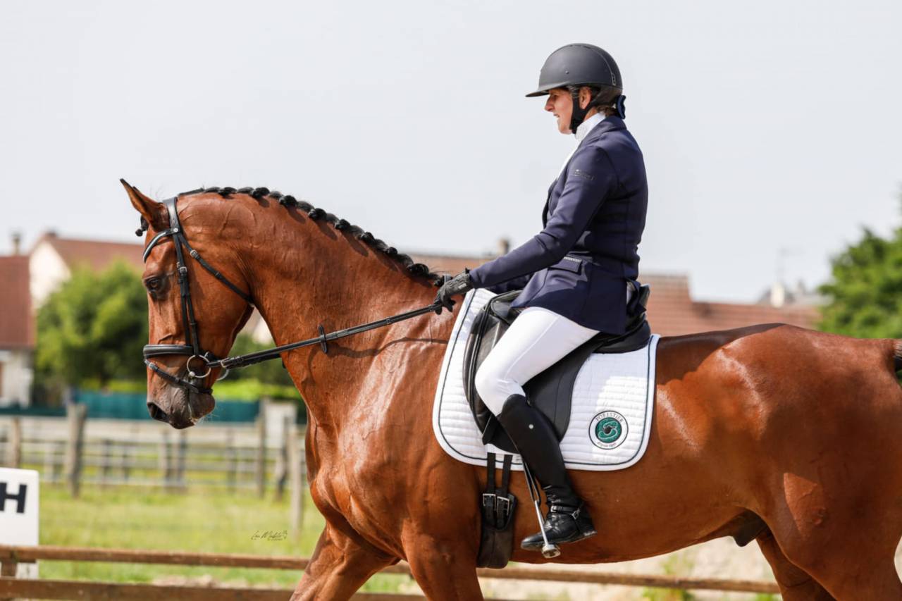 Gelding Holsteiner For sale 2018 Bay