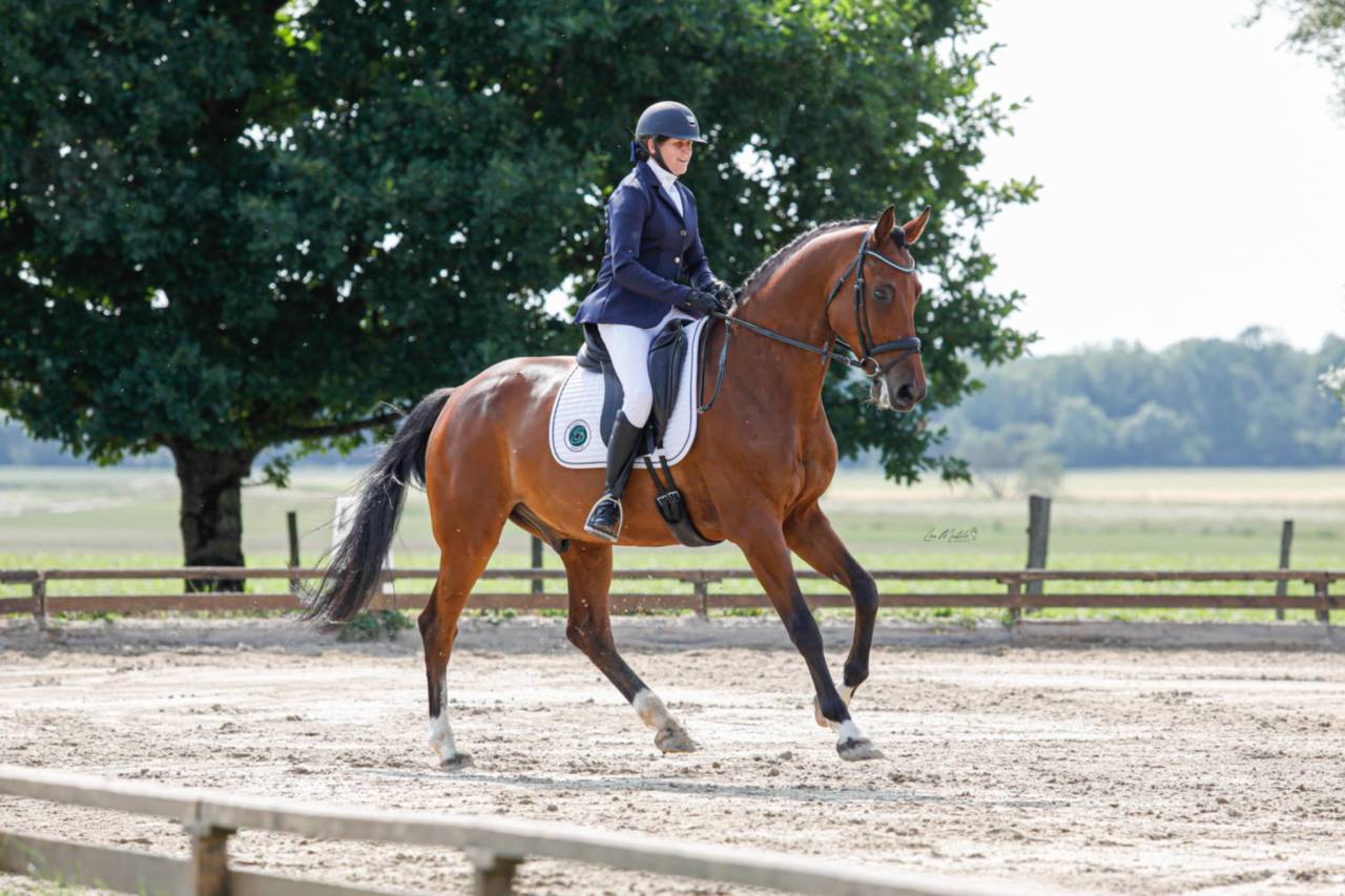 Gelding Holsteiner For sale 2018 Bay