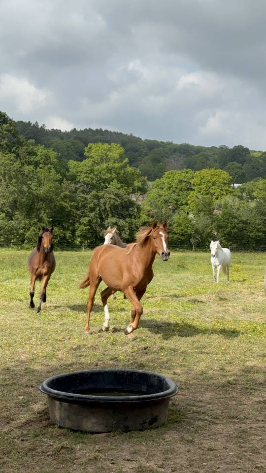 Gelding Anglo-Arabian For sale 2023 Chesnut