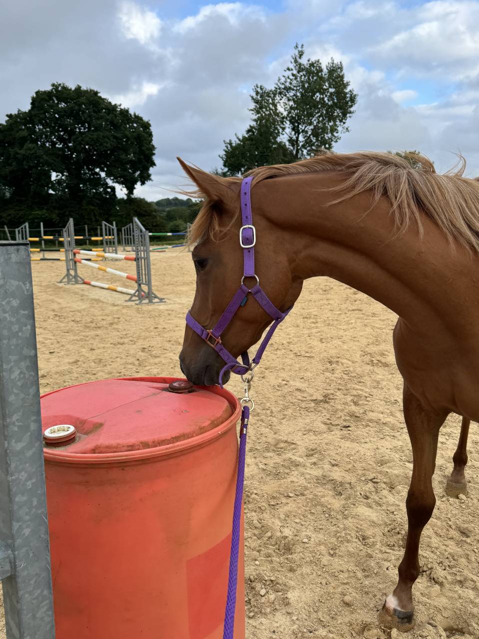 Gelding Anglo-Arabian For sale 2023 Chesnut